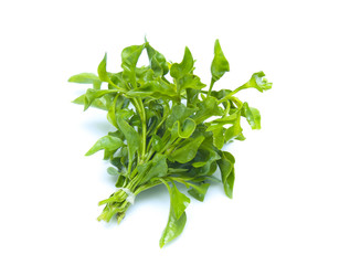 Watercress leaf isolated on white background