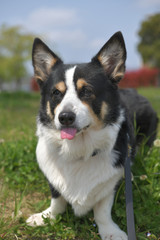 下をペロッと出す黒コーギー（撮影者の飼い犬）