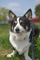 公園を散歩中、他の犬を観察している黒いコーギー（撮影者の飼い犬）