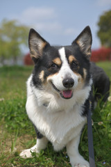 散歩中の公園でご機嫌な黒いコーギー犬（撮影者の愛犬）