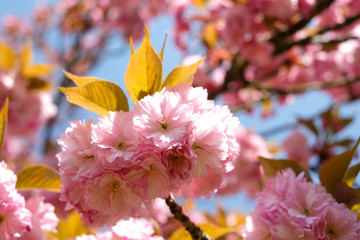 branche d'un cerisier japonais en fleurs au printemps
