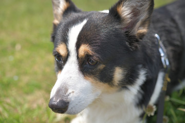 緑を背景にクローズアップされた黒いコーギーの顔（撮影者の愛犬）