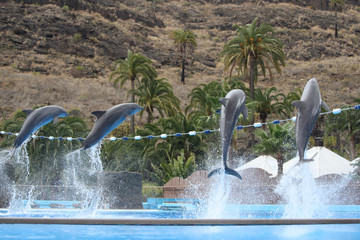 Delphin © Stephan von Mikusch