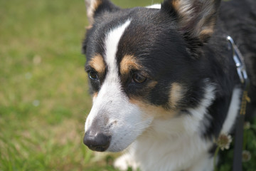 野原を散歩中の黒いコーギー犬（撮影者の飼い犬）