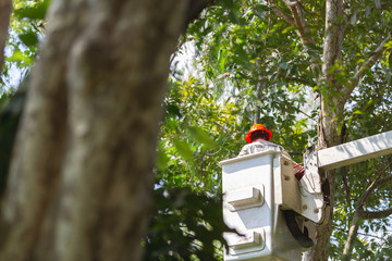 Technician staff cut trees from the electrical cable area to reduce power outages.
