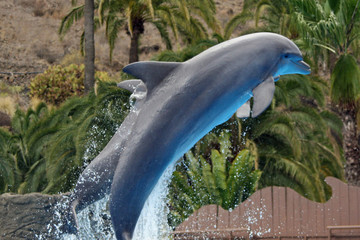 Delphin © Stephan von Mikusch