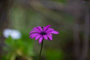 purple flower in the garden