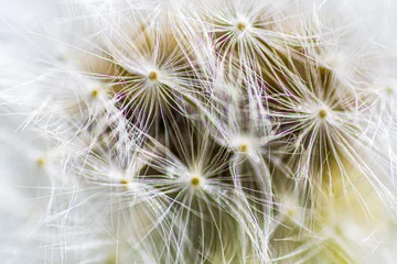 Fototapete tarassaco 01 - semi di tarassaco in primo piano con effetto diffrazione della luce © Daniele