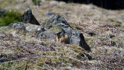 a marmot to his cave in the mountains 