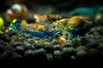 Obraz na płótnie Canvas Blue dream neocaridina freshwater shrimp aquarium pets 