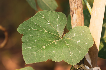 Green leaf of Yellow pumpkin plant