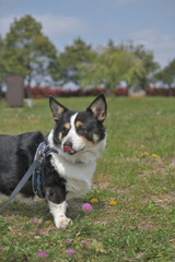 鼻をペロッと舐める黒いコーギー犬、撮影者の飼い犬。