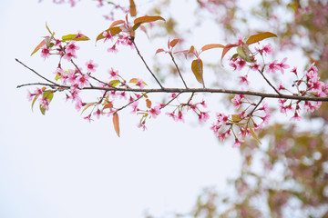 Beautiful cherry blossom or sakura in spring time over  sky
