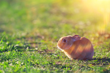 spring rabbit in a green field, easter symbol, beautiful april easter background