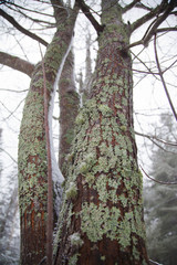 Tall tree covered in green foliose lichens. Tree-dwelling lichens covering the bark of a tree trunk.