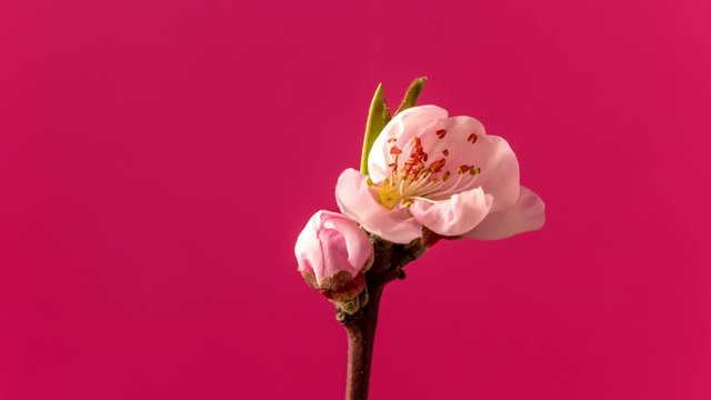 Peach fruit flower blossoming timelapse 4k video against a red background
