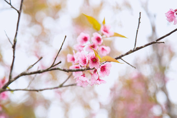 Beautiful cherry blossom or sakura in spring time over  sky