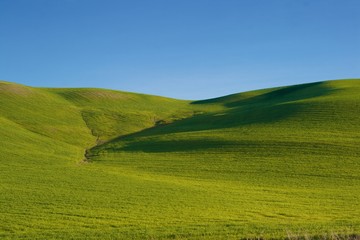 green field and blue sky