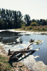 swampy area in the riverbed of the city. concept: protecting the environment from pollutants and...