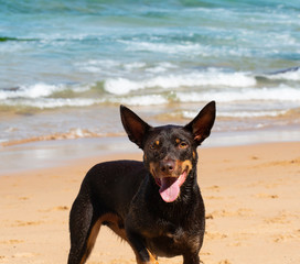 dog on the beach