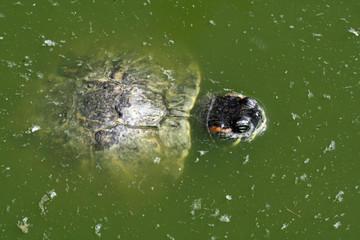 Rotwangen-Schmuckschildkröte