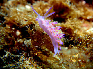 Scuba Diving Malta Gozo Comino