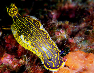 Scuba Diving Malta Gozo Comino