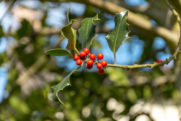 Fototapeta premium A Mistletoe Tree
