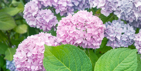 Hydrangea flower blooming in spring and summer in a garden. Beautiful bush of hortensia flowers