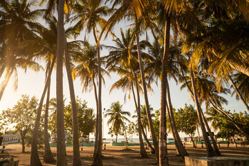 Fototapeta na wymiar Słoneczny tropikalny las palm kokosowych w raju przy plaży.