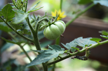 Green raw tomato on the young branch. Selective Focus.   