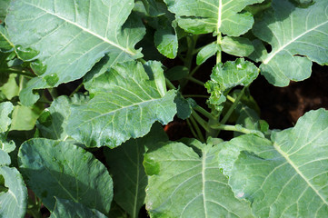 broccoli growing in the poly bag farm system and plant in the greenhouse  