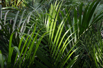 Green leaves palm with sunlight