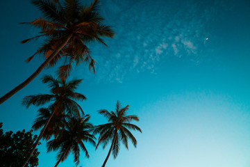 Fototapeta na wymiar Palmy na tle niebieskiego nieba o zachodzie słońca.