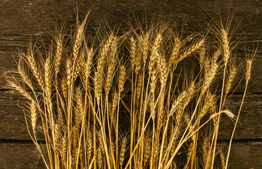 ears of wheat on a dark wooden background