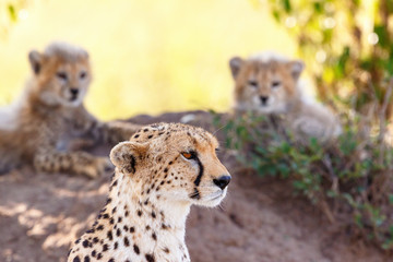 Close up of a Cheetah Mom with her cubs