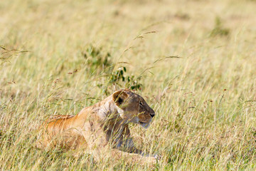 Lioness lying in grass on the savanna