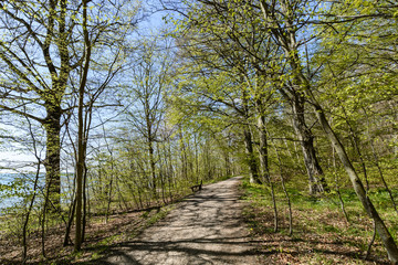 Obraz premium Radfahrweg und Wanderweg durch die Goor, Insel Rügen