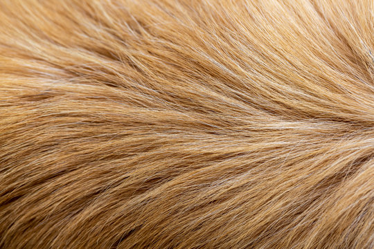 Dog Fur Texture Images – Browse 212,425 Stock Photos, Vectors, and Video |  Adobe Stock