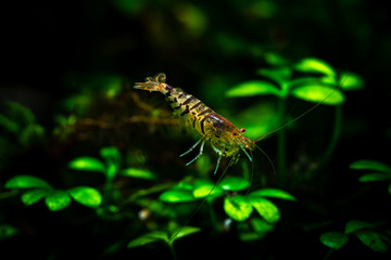 Ti bee shrimp pets aquarium water nature pets tiger