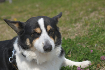 散歩中の黒いコーギー、撮影者の飼い犬。