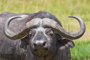 Fototapeta premium African buffalo with big horns looking at camera