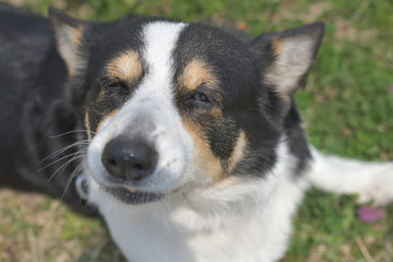 散歩中の黒いコーギー、撮影者の飼い犬。