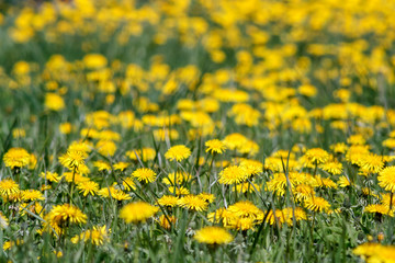 Yellow dandelions in green meadow.