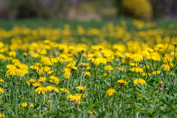 Yellow dandelions in green meadow.