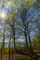 Fototapeta premium Wanderweg entlang am Boodenufer, Goor, Lauterbach auf Rügen