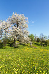 Flowering cherry trees in a meadow