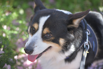 桜の花の咲く小春日和に散歩する黒いコーギー、撮影者の飼い犬。