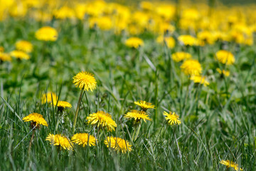 Yellow dandelions in green meadow.