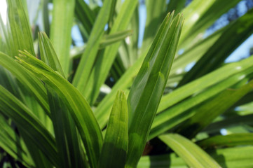 Palm Leaves Detail & Texture Background      